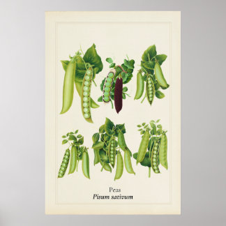 Antike botanische Erbsenillustration, Küchenkunst Poster