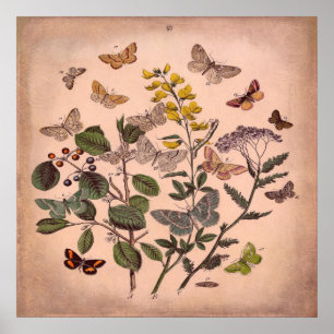 Antike Botanische Florale Schmetterlinge Rustikal Poster