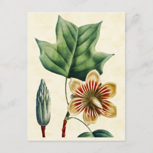 Antike botanische Illustration der Pappel-Tulpe Postkarte
