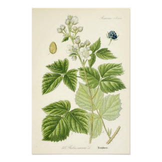 Antike botanische Illustration Fotodruck
