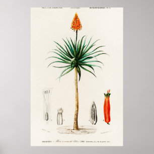 Antike botanische Illustration Poster