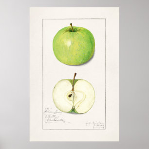 Antike botanische Illustration Poster