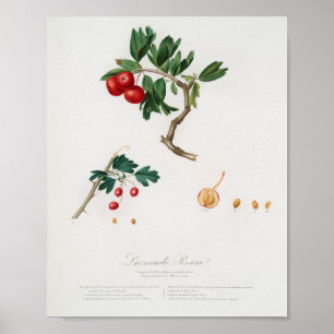 Antike botanische Illustration Poster