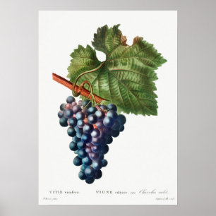 Antike botanische Illustration Poster