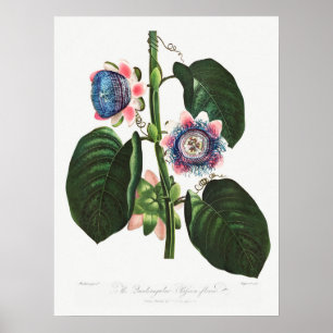 Antike botanische Illustration Poster