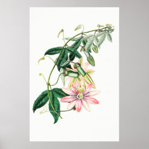 Antike botanische Illustration Poster
