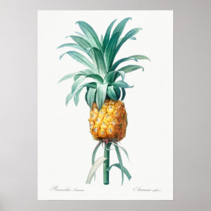 Antike botanische Illustration Poster