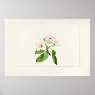 Antike botanische Illustration Poster