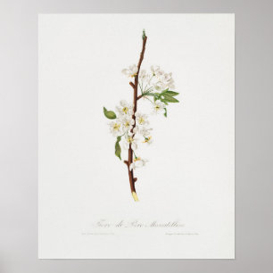 Antike botanische Illustration Poster