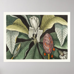 Antike botanische Illustration Poster