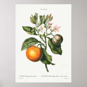 Antike botanische Illustration Poster