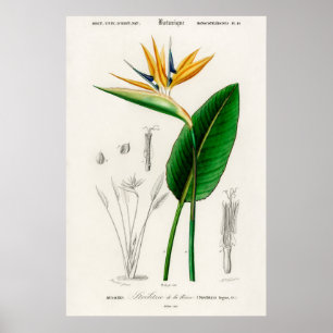 Antike botanische Illustration Poster