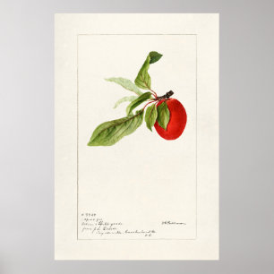 Antike botanische Illustration Poster