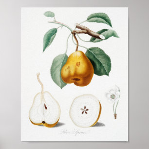 Antike botanische Illustration Poster