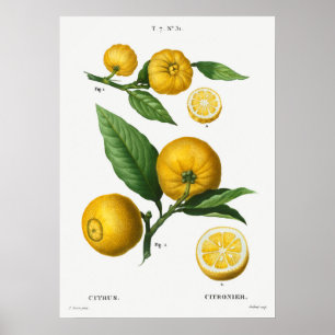 Antike botanische Illustration Poster
