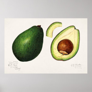 Antike botanische Illustration Poster