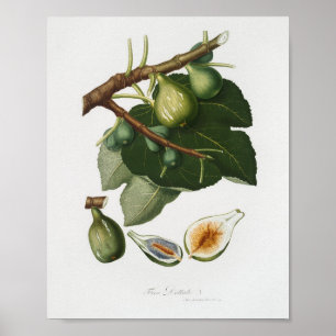 Antike botanische Illustration Poster