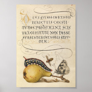Antike botanische Illustration Poster