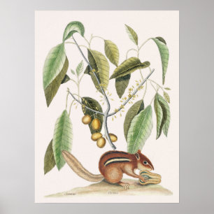 Antike botanische Illustration Poster