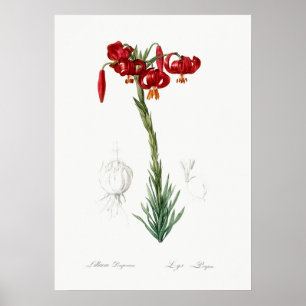 Antike botanische Illustration Poster