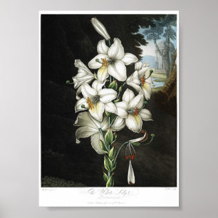 Antike botanische Illustration Poster