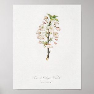 Antike botanische Illustration Poster