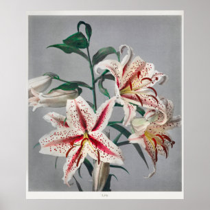 Antike botanische Illustration Poster