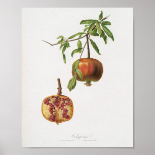 Antike botanische Illustration Poster