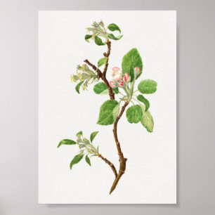 Antike botanische Illustration Poster