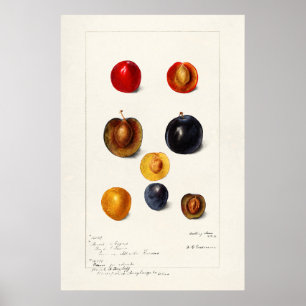 Antike botanische Illustration Poster