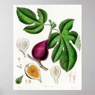 Antike botanische Illustration Poster