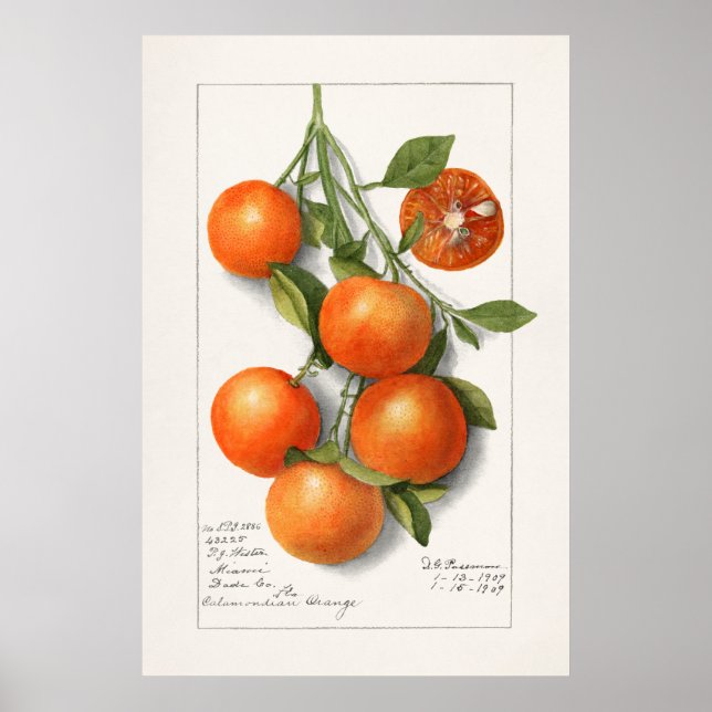 Antike botanische Illustration Poster (Vorne)