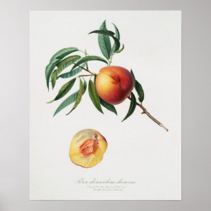 Antike botanische Illustration Poster