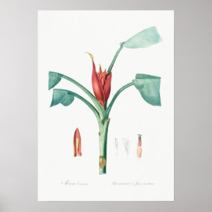 Antike botanische Illustration Poster