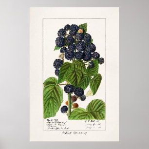 Antike botanische Illustration Poster