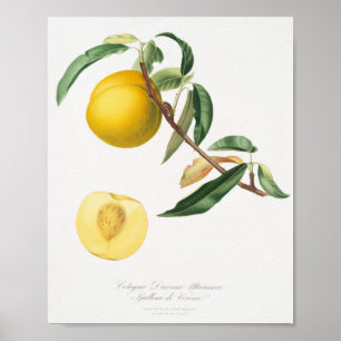 Antike botanische Illustration Poster