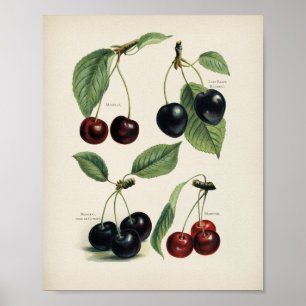 Antike botanische Illustration Poster