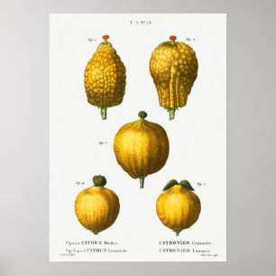 Antike botanische Illustration Poster
