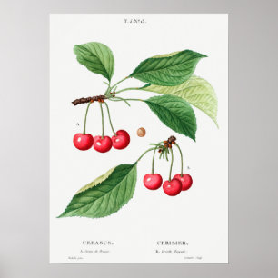 Antike botanische Illustration Poster