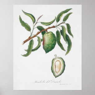 Antike botanische Illustration Poster
