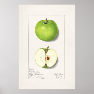 Antike botanische Illustration Poster