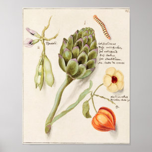 Antike botanische Illustration Poster