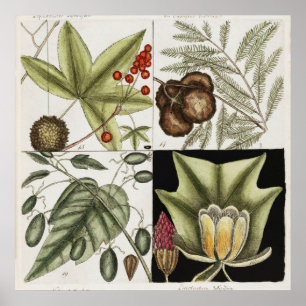 Antike botanische Illustration Poster