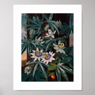 Antike botanische Illustration Poster