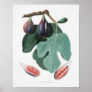 Antike botanische Illustration Poster