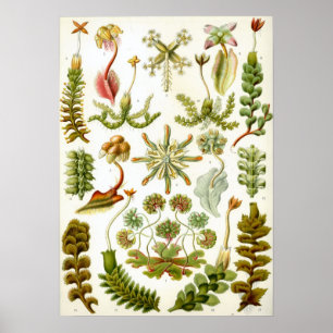 Antike botanische Illustration Poster