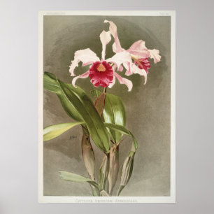 Antike botanische Illustration Poster