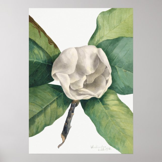Antike botanische Illustration Poster (Vorne)
