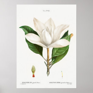 Antike botanische Illustration Poster