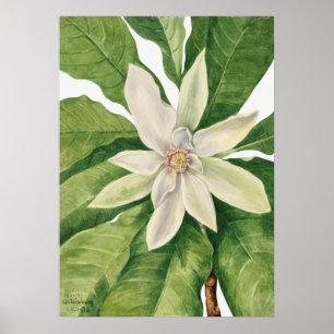 Antike botanische Illustration Poster